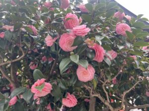 大光寺の桜　八王子　高尾界隈