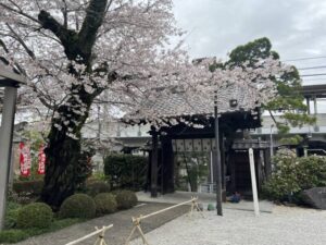 大光寺の桜　八王子　高尾界隈