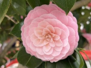 大光寺の桜　八王子　高尾界隈