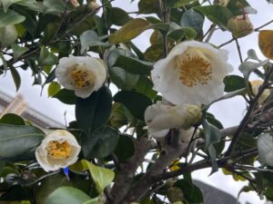 大光寺の桜　八王子　高尾界隈