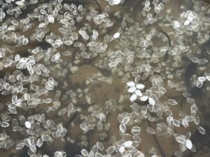 大光寺の桜　八王子　高尾界隈