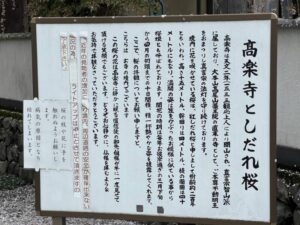 高楽寺のしだれ桜