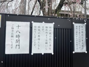 高楽寺のしだれ桜