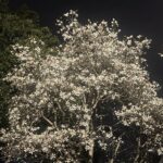八王子の夜の木蓮と高楽寺