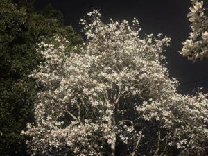 八王子の夜の木蓮