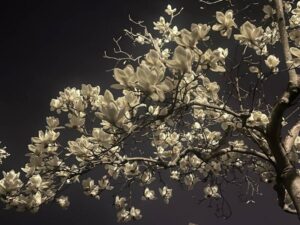 八王子の夜の木蓮