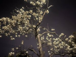 八王子の夜の木蓮