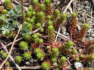 今川橋りょう近くに生えていたセダムっぽい草