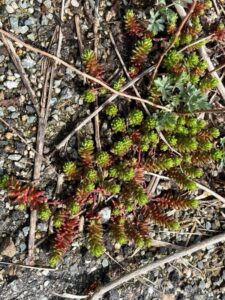 今川橋りょう近くに生えていたセダムっぽい草